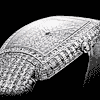 Vacheron Constantin Kalla Duchesse Haute Joaillerie - Un chef d��uvre de lumi�re vivante
