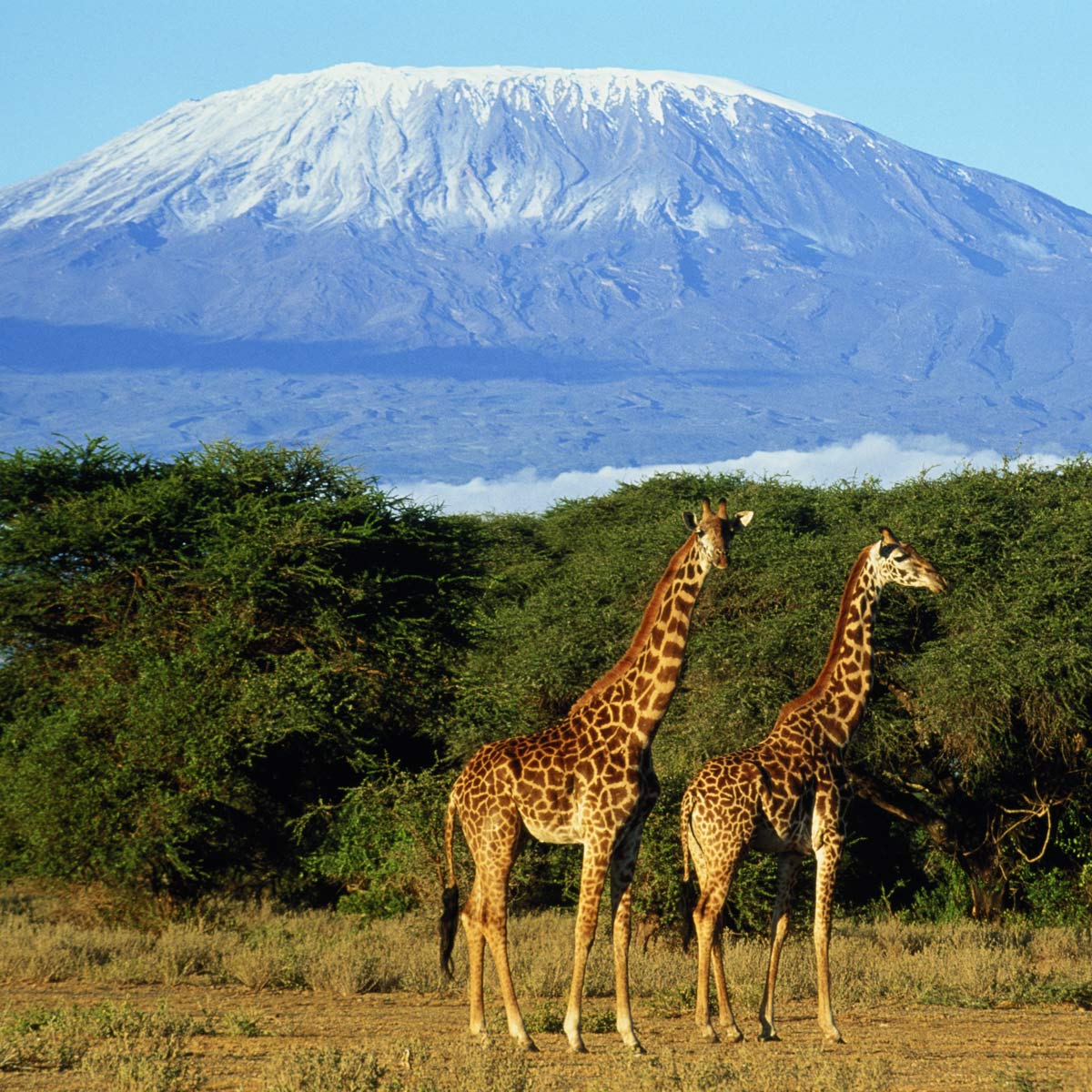 La Cote des Montres : Photo - Gérald Genta Gefica Kilimanjaro